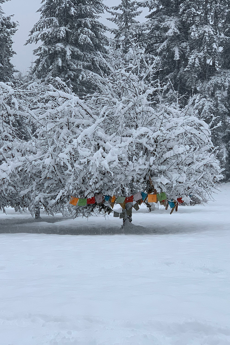 apple tree with deep snow and Tibetan prayer flags